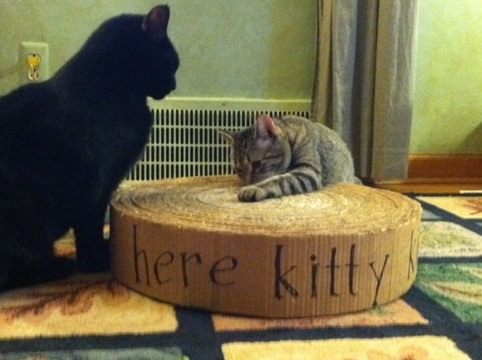 DIY Cat Scratch pad 20120301-085832.jpg