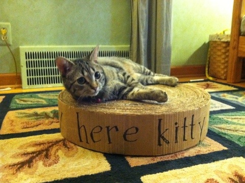 DIY Cat Scratch pad post 20120301-085848.jpg